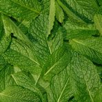 Peppermint Essentials Bundle - Image 7