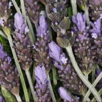 Calming Lavender Bundle - Image 7