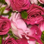 Rose - Pure-Castile Magic Bar Soap - Image 6
